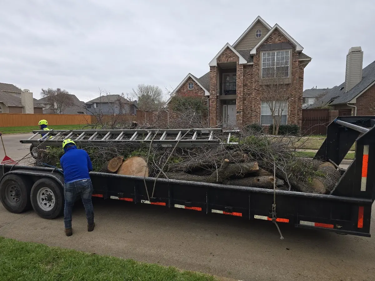 Expert Tree Pest Control with proper safety equipment in Melvin